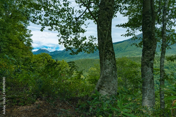 Fototapeta 色づき始めた秋の森