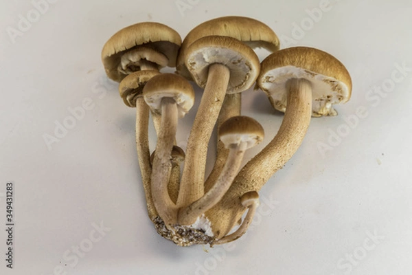 Obraz やなぎまつたけ