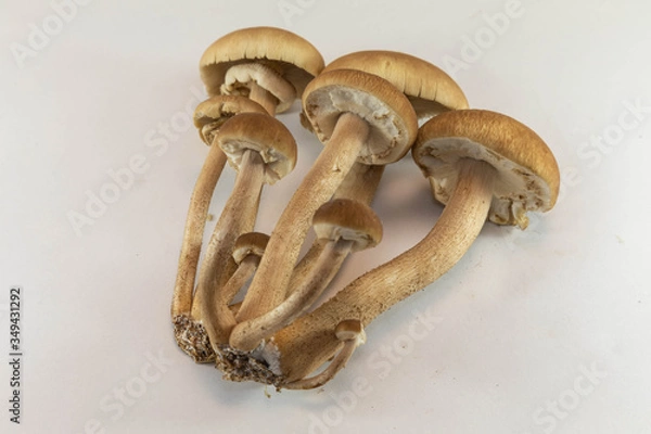 Fototapeta やなぎまつたけ