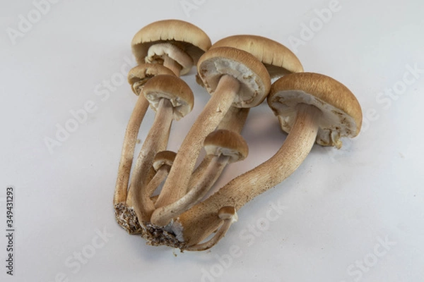 Obraz やなぎまつたけ