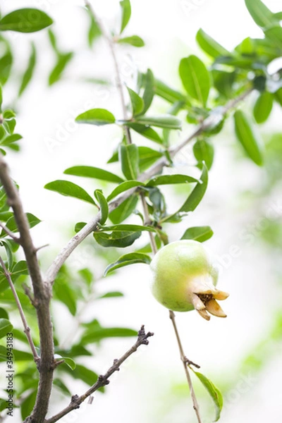 Obraz pomegranate on branch