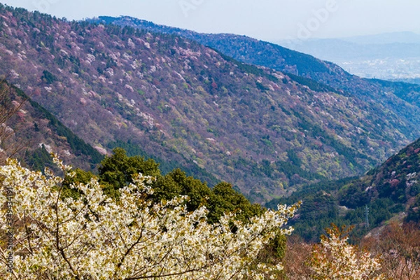 Fototapeta 湯坂山