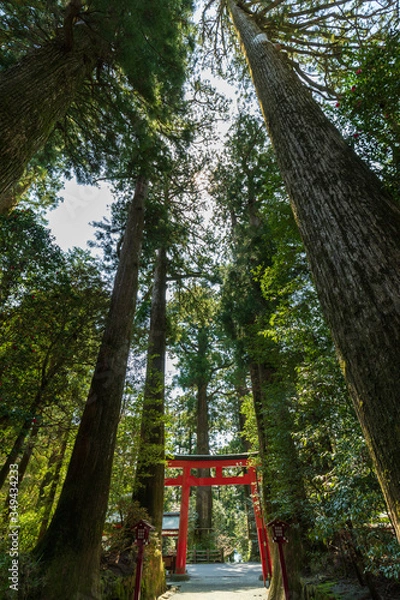 Fototapeta 箱根神社