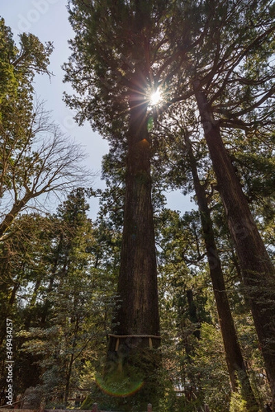 Fototapeta 箱根神社