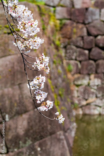 Obraz ソメイヨシノと石垣