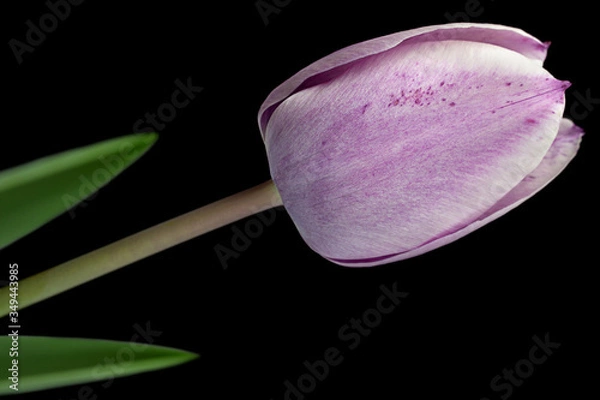 Obraz Purple tulip flower closeup