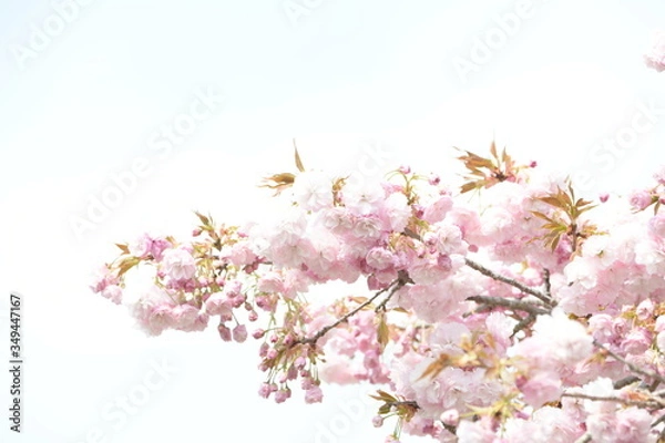 Fototapeta 桜の花