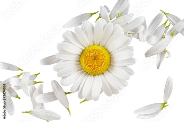 Fototapeta camomile concept