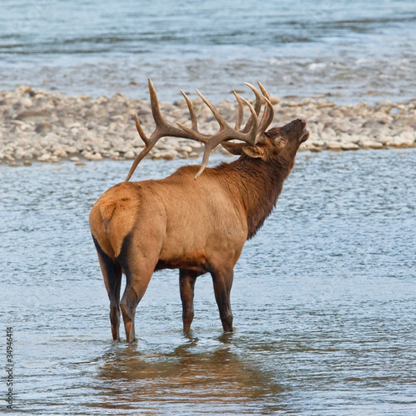 Obraz Bugling bull elk, cervus canadensis