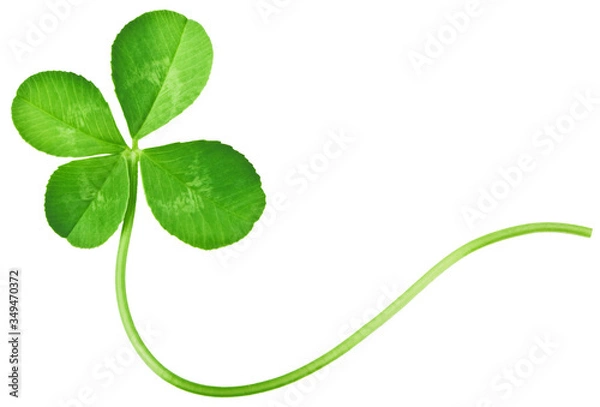 Obraz Four Leaf Clover