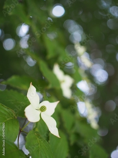 Obraz 春風になびくヤマボウシ