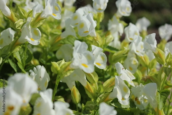 Obraz 白い金魚草