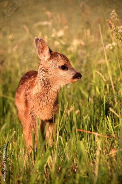 Obraz Fawn