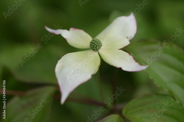 Fototapeta やまぼうし