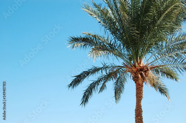 Fototapeta palmtree egypt