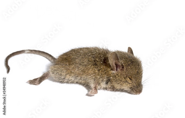 Obraz Dead mouse on white background.