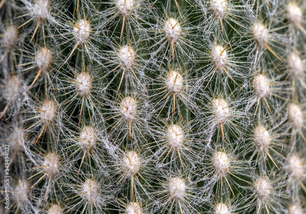 Fototapeta Closeup of spines on cactus,
