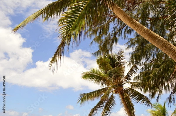Obraz 真夏の青空とヤシの木
