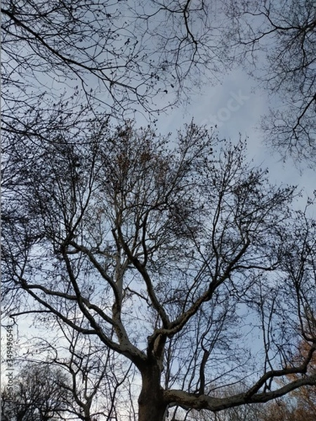 Obraz Drzewo i jesen