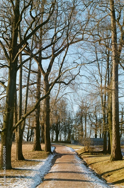 Obraz path in the park