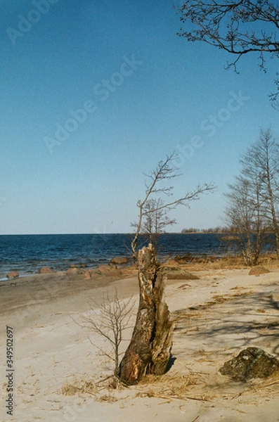 Obraz dead tree on the beach
