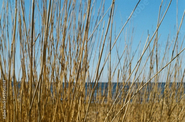 Obraz reeds on the beach