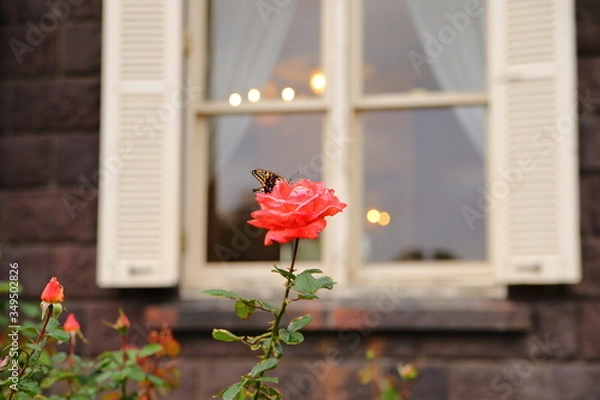 Obraz 窓際のバラと蝶