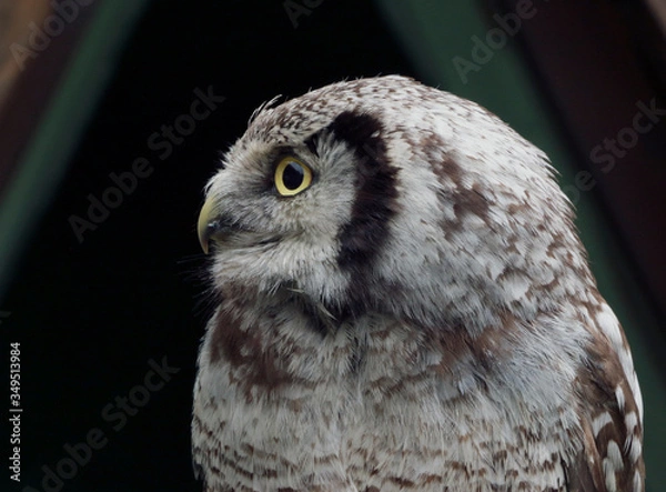 Obraz great horned owl
