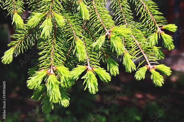 Fototapeta sprouts of a pine