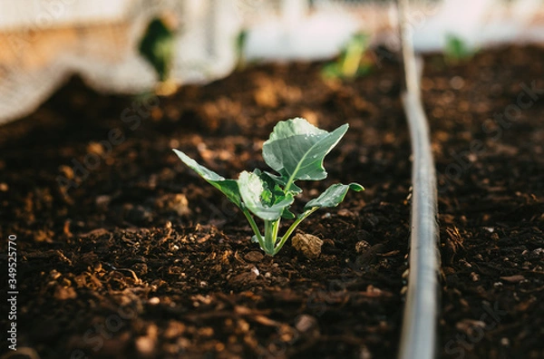 Obraz Natural Irrigated Garden Growing Broccoli with water on leaves