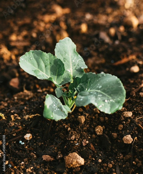Obraz Natural Irrigated Garden Growing Broccoli with water on leaves
