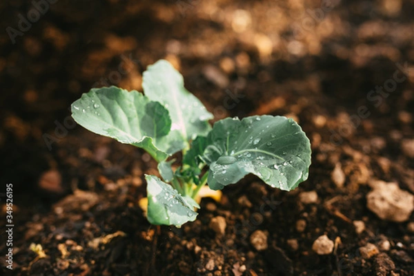 Obraz Natural Irrigated Garden Growing Broccoli with water on leaves