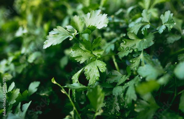 Obraz Herb Garden with Parsley in natural back yard garden box