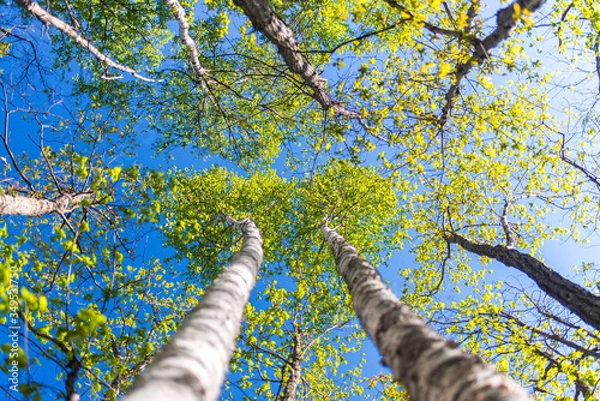 Fototapeta 春の森