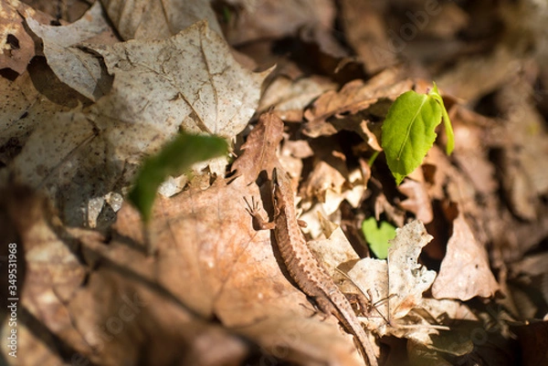 Fototapeta カナチョロ