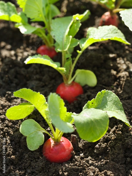 Obraz Red radish in bed