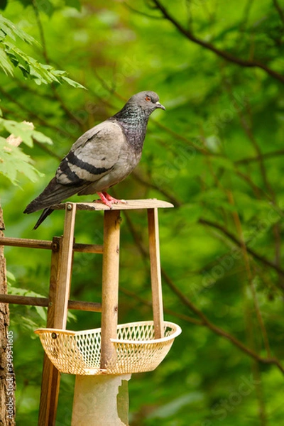 Obraz голубь на дереве