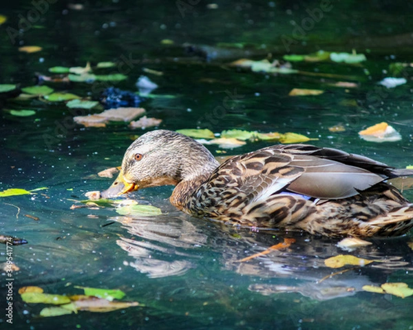 Obraz duck in the water