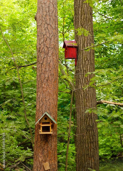 Obraz bird house on a tree