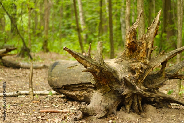 Obraz old tree trunk