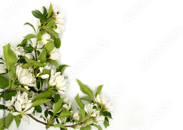 Fototapeta Light tender fruit apple blossom flower isolated on white background. A4 paper size border frame photo with free blank copy space for text. For card, invitation, poster, slide or wedding decor