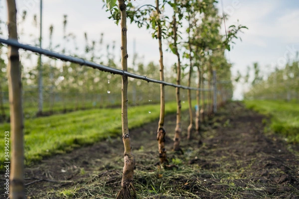 Obraz Using drip irrigation in a young apple tree garden