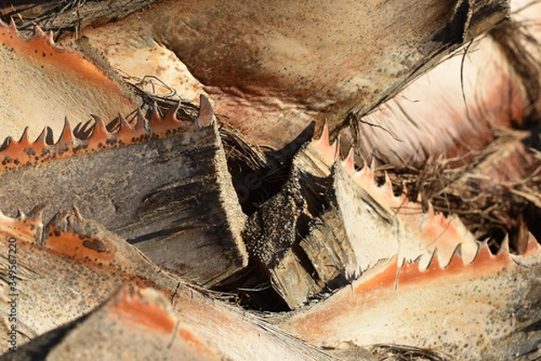 Fototapeta abstract background. Close-up of palm bark.