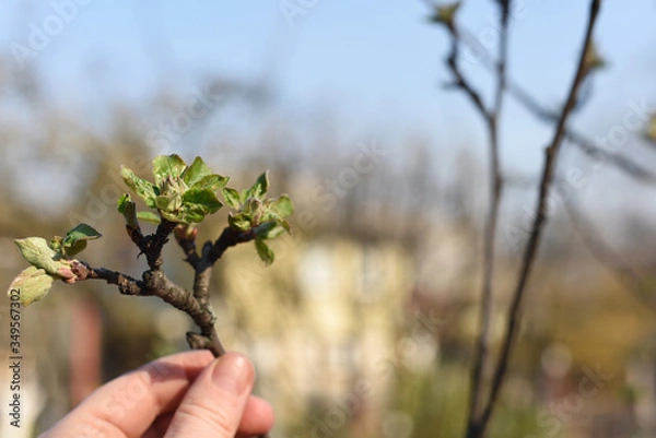 Fototapeta 
hand holds a young branch of an apple tree with only emerging leaves