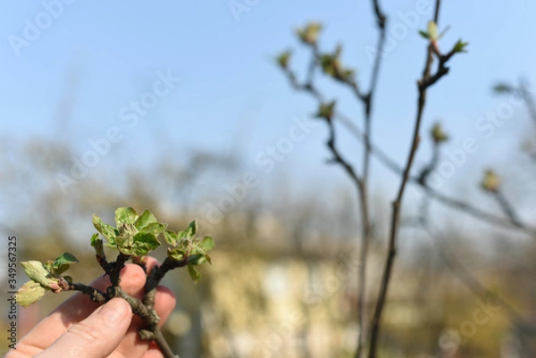 Fototapeta 
hand holds a young branch of an apple tree with only emerging leaves