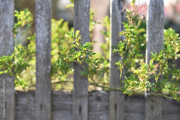Fototapeta old wooden fence. branches of a plant grow through wooden boards. Spring. beautiful background. selective focus