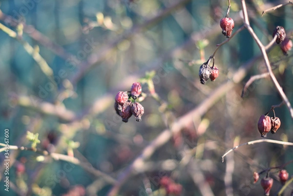 Fototapeta dry rose hips on branches in early spring. background