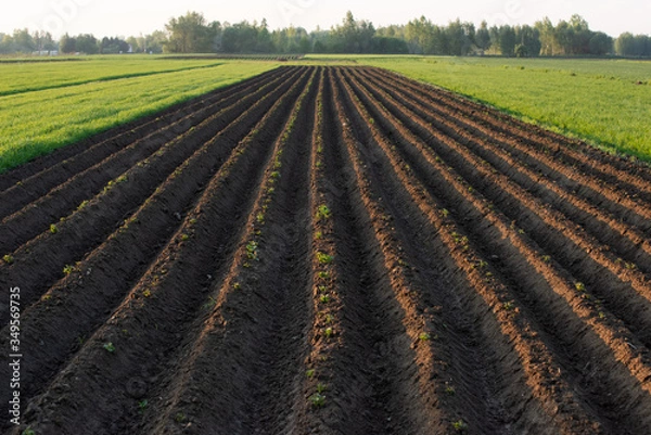 Obraz Grządki ziemniaków, ziemia