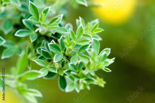 Obraz liście żarnowca