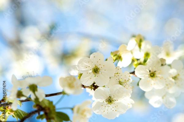 Fototapeta Close up of fresh white blooming flowers on a tree branches with blurred blue sky background in early spring.